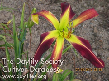 Daylily Christmas Time's a Coming